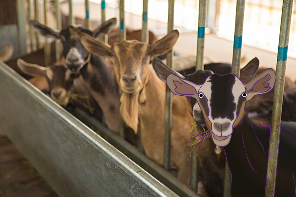 Hay Dairies Goat Farm, tempat di mana si kecil bisa belajar semua hal tentang para kambing yang lucu.