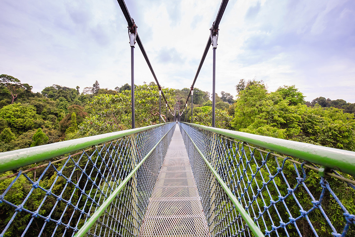 Pemandangan alam indah yang bisa dilihat di rute MacRitchie Loop.