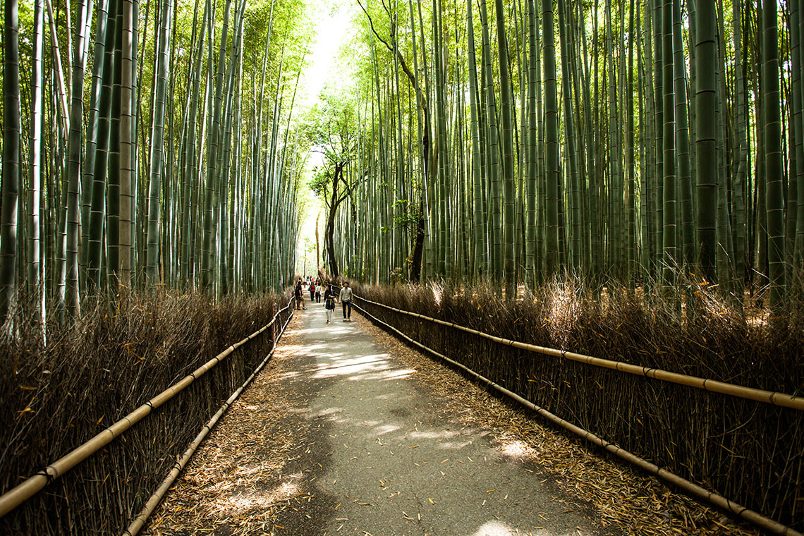 Jalan-jalan di tengah Hutan Bambu Arashiyama untuk menenangkan pikiran.