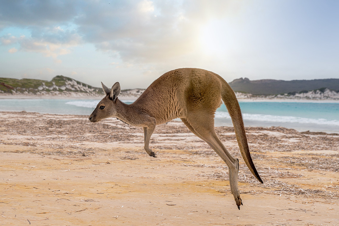 Kangaroo Island di dekat Adelaide adalah salah satu hidden gem di Australia.